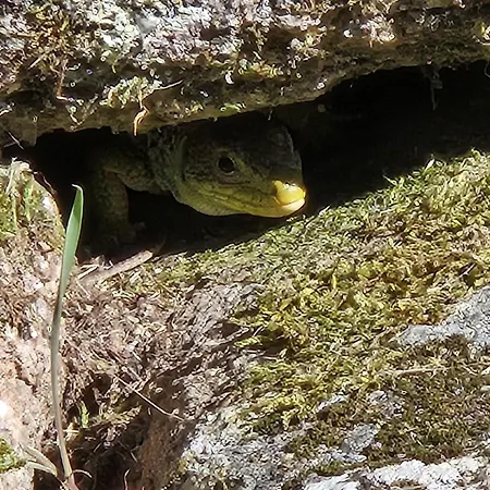 Casa de Férias Cantinho De Tourêm Tourem