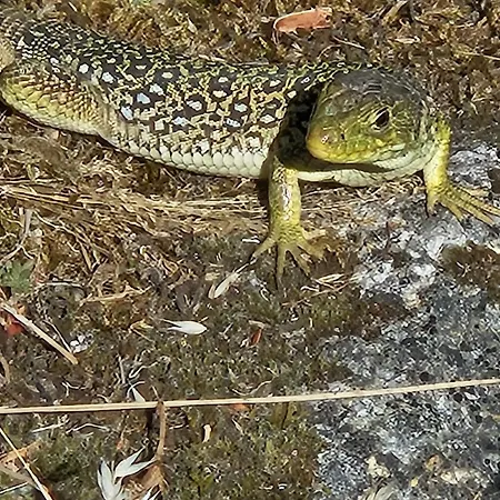Cantinho De Tourêm