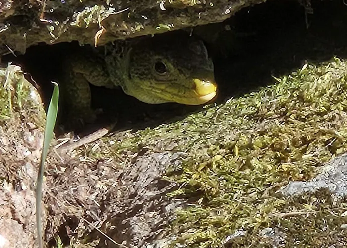 Prázdninový dům Cantinho De Tourem