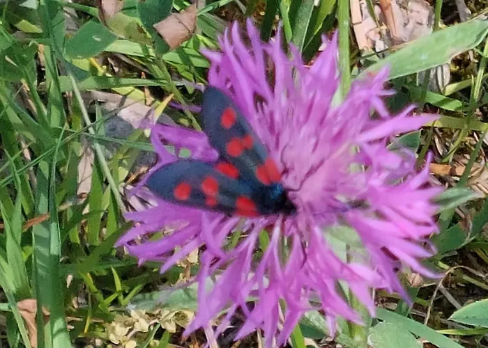 Vakantiehuis Cantinho De Tourem